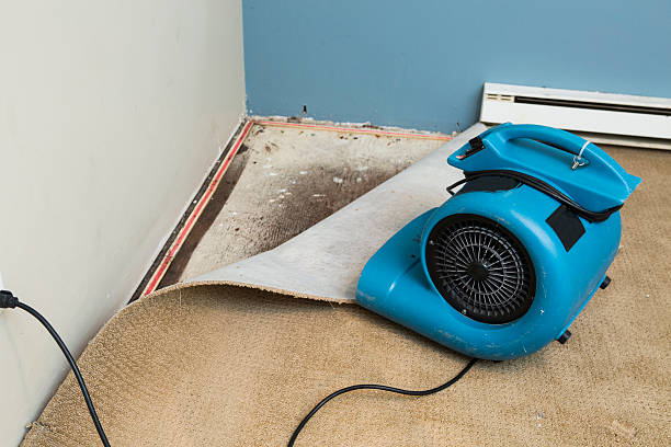 Best Mold removal after water damage  in Richland, GA